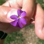 Viola cenisia Blomst