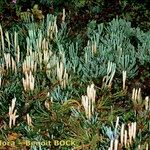 Lycopodium × oellgaardii Habit