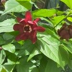 Calycanthus floridusCvet