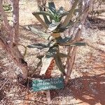 Aloe divaricata Хабит