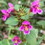 Galeopsis pubescensFlower