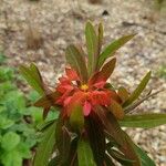 Euphorbia griffithii Hoja