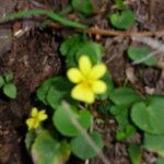 Viola sempervirens Hábito