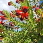 Cuphea llavea Flower