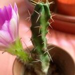 Echinocereus pentalophus পাতা