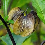 Nicandra physalodes 果