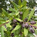 Hakea salicifolia Blatt