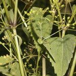 Spananthe paniculata Хабит