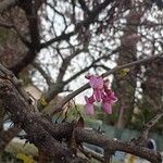 Cercis siliquastrum花