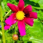 Cosmos bipinnatusFlower