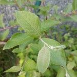 Salix aurita Yaprak