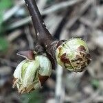 Pyrus calleryana Kvet