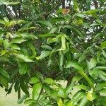 Mangifera indica 葉