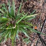 Iris foetidissima Habit