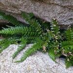 Asplenium marinum Habit