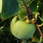 Diospyros virginiana Fruto