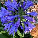 Agapanthus africanusFlor