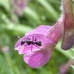 Vicia pannonica പുഷ്പം