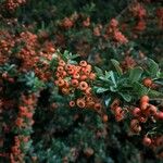 Pyracantha crenulataFruto