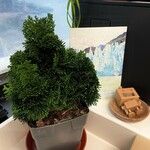 Chamaecyparis obtusa Hoja