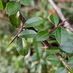 Pyracantha crenulata Φλοιός