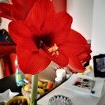 Amaryllis belladonnaBloem