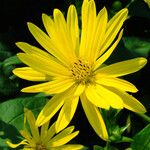 Silphium perfoliatum Çiçek