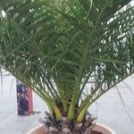 Phoenix canariensis برگ