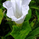 Calystegia silvatica Цветок