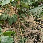 Tetrapanax papyrifer फूल