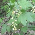 Ribes americanum List