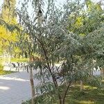 Elaeagnus angustifolia Pokrój