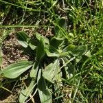 Plantago mediaFolha