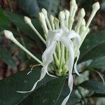 Tabernaemontana eglandulosa Flower