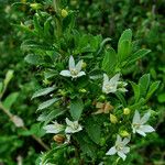 Capraria biflora Kvet
