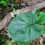 Doronicum plantagineumFolla