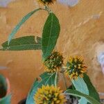 Tilesia baccata Flors