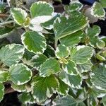 Coleus madagascariensis Leaf