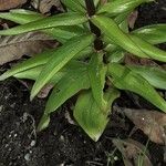 Fritillaria imperialis Hoja