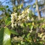 Leucothoe davisiae Fiore