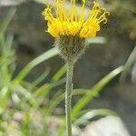 Hieracium villosum Flower