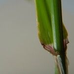 Ehrharta erecta Blatt