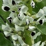 Vicia faba Flower