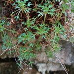 Saxifraga cuneata Leaf