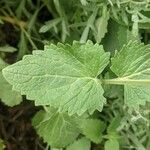 Agastache urticifolia Leaf