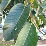 Ficus altissima Feuille