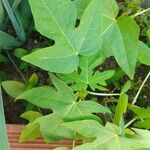 Carica papaya Feuille