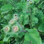 Arctium minusFruto