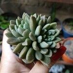 Sinocrassula densirosulata Hoja