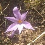 Crocus sativus Fula